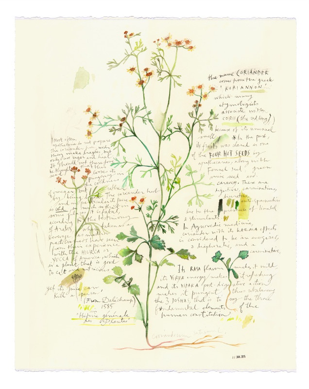 illustration lucile prache cilantro.jpg - Lucile PRACHE | Virginie